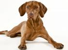Exzelletnte Magyar Vizsla Wurfankündigung für Januar 2022